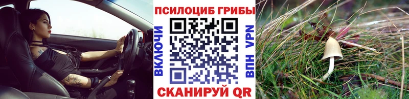 закладка  Курск  Псилоцибиновые грибы прущие грибы 